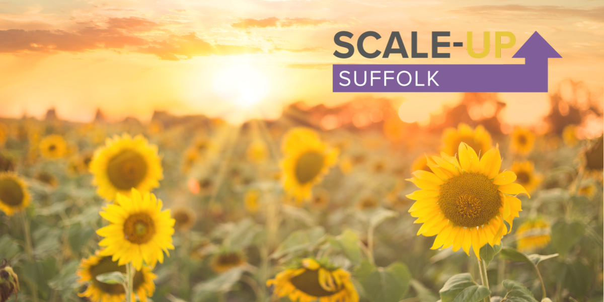 Summer sunshine in field of sunflowers